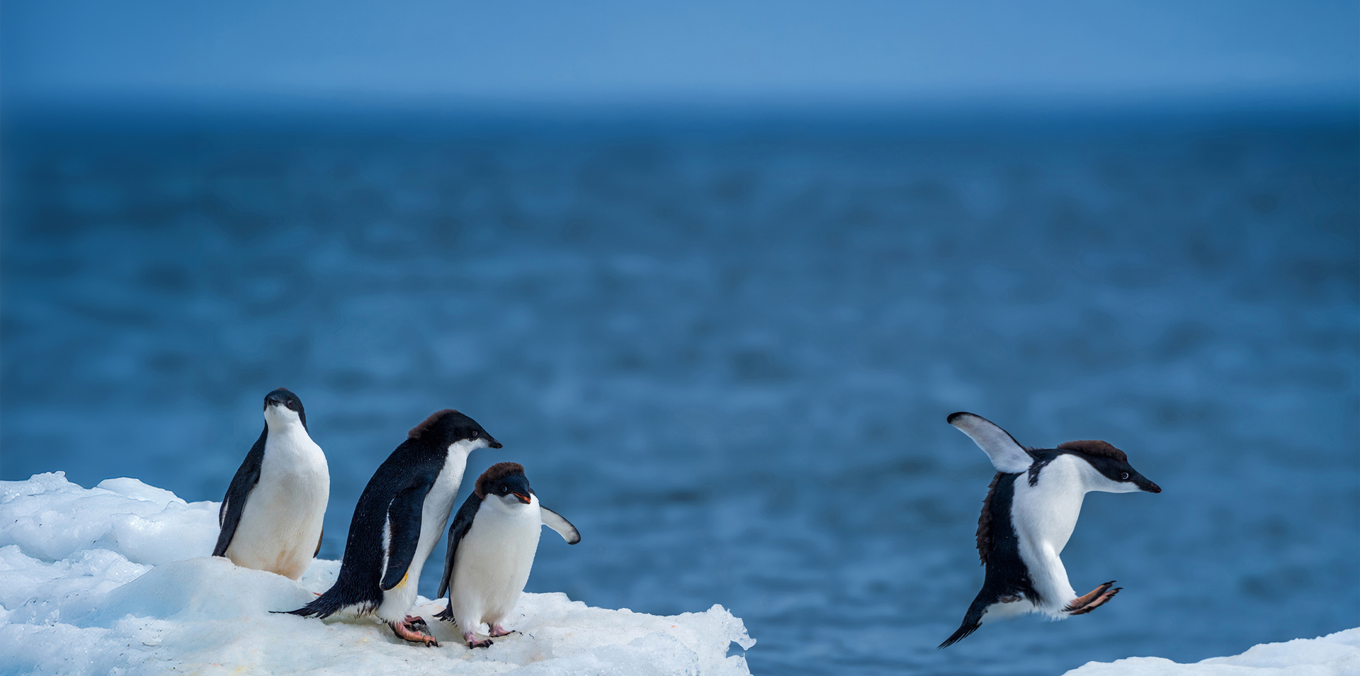 Iconic Antarctica – The Explorer’s Route